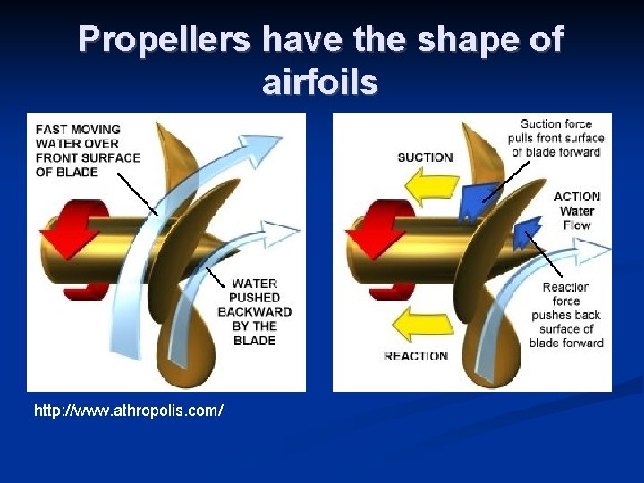 Propellers have the shape of airfoils http: //www. athropolis. com/ 