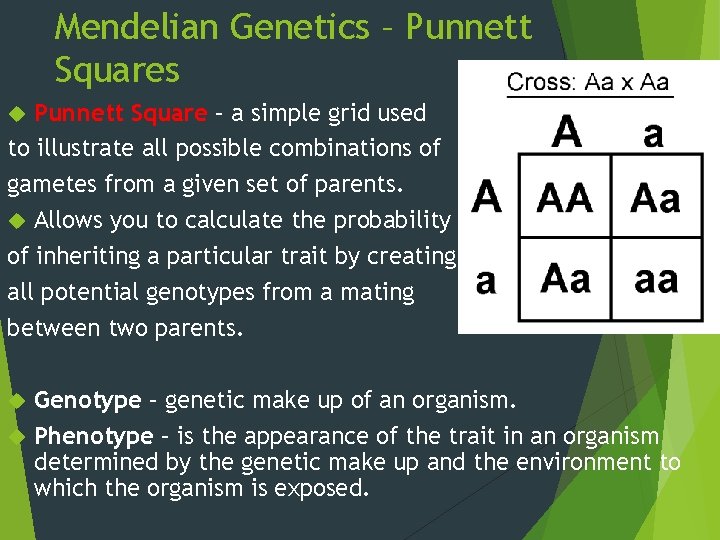 Mendelian Genetics – Punnett Squares Punnett Square – a simple grid used to illustrate