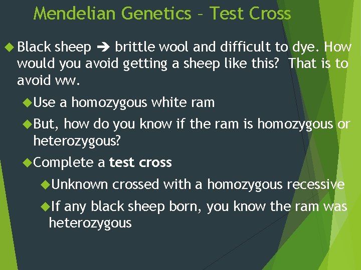 Mendelian Genetics – Test Cross Black sheep brittle wool and difficult to dye. How