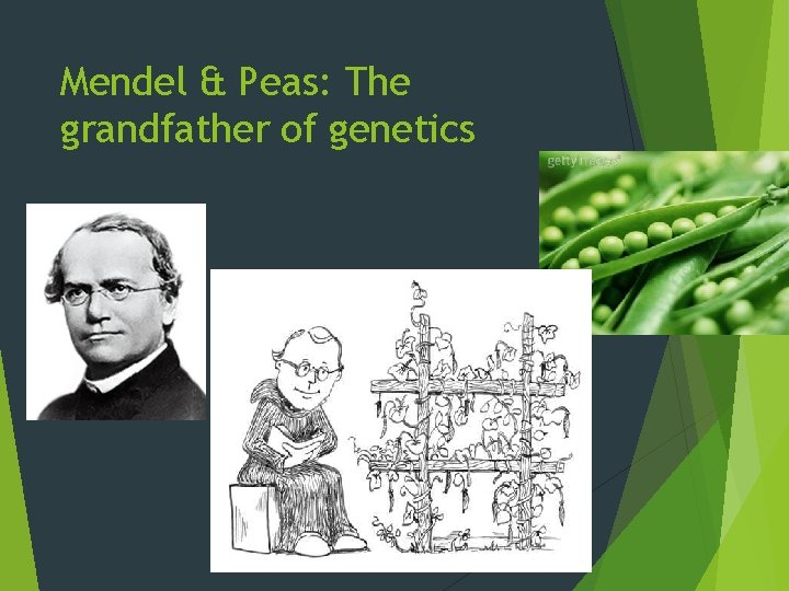 Mendel & Peas: The grandfather of genetics 