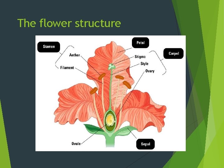 The flower structure 