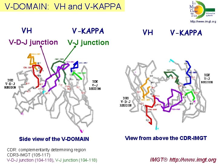  V-DOMAIN: VH and V-KAPPA http: //www. imgt. org VH V-D-J junction V-KAPPA VH