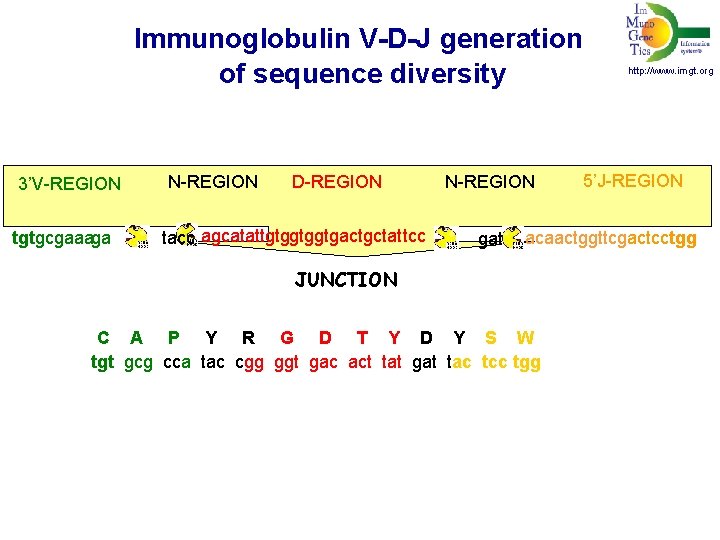 Immunoglobulin V-D-J generation of sequence diversity 3’V-REGION tgtgcgaaaga N-REGION D-REGION tacc agcatattgtggtggtgactgctat tcc N-REGION