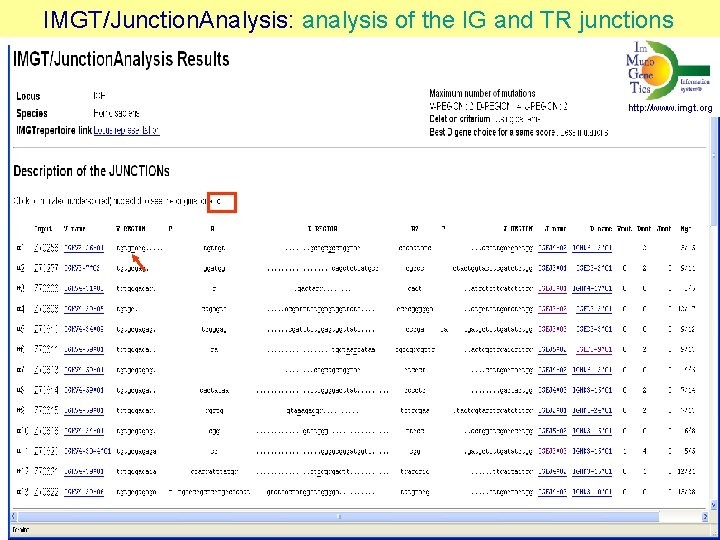  IMGT/Junction. Analysis: analysis of the IG and TR junctions http: //www. imgt. org