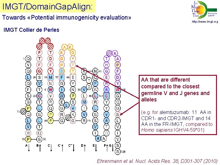 IMGT/Domain. Gap. Align: Towards «Potential immunogenicity evaluation» http: //www. imgt. org IMGT Collier de