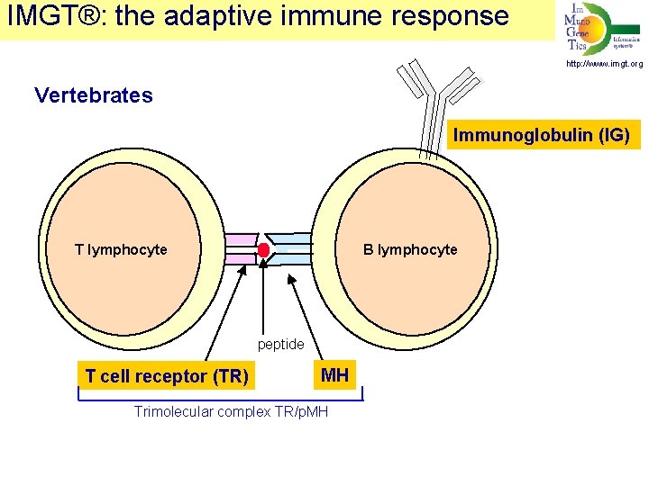 IMGT®: the adaptive immune response http: //www. imgt. org Vertebrates Immunoglobulin (IG) T lymphocyte