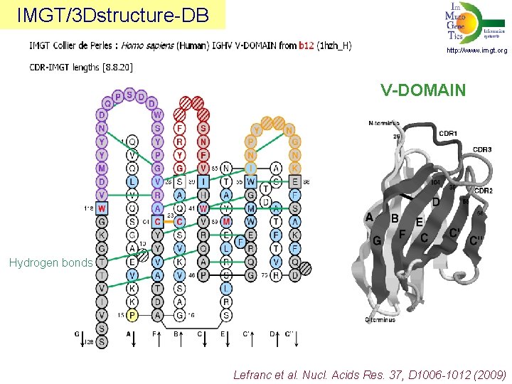 IMGT/3 Dstructure-DB http: //www. imgt. org V-DOMAIN Hydrogen bonds Lefranc et al. Nucl. Acids