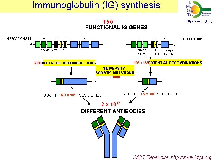 Immunoglobulin (IG) synthesis 150 FUNCTIONAL IG GENES HEAVY CHAIN V D J C V