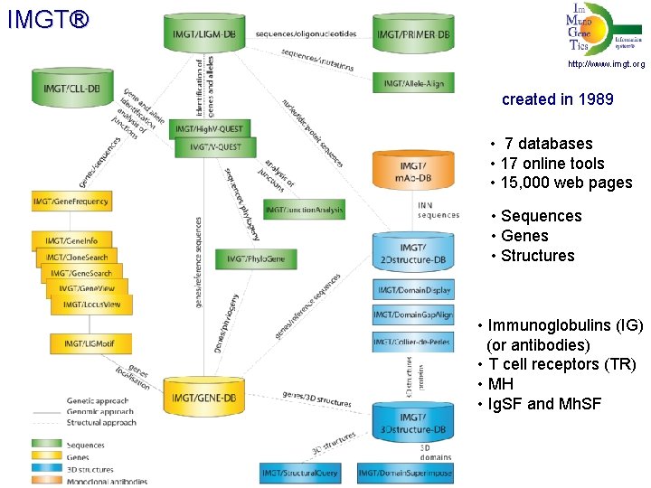 IMGT® http: //www. imgt. org created in 1989 • 7 databases • 17 online