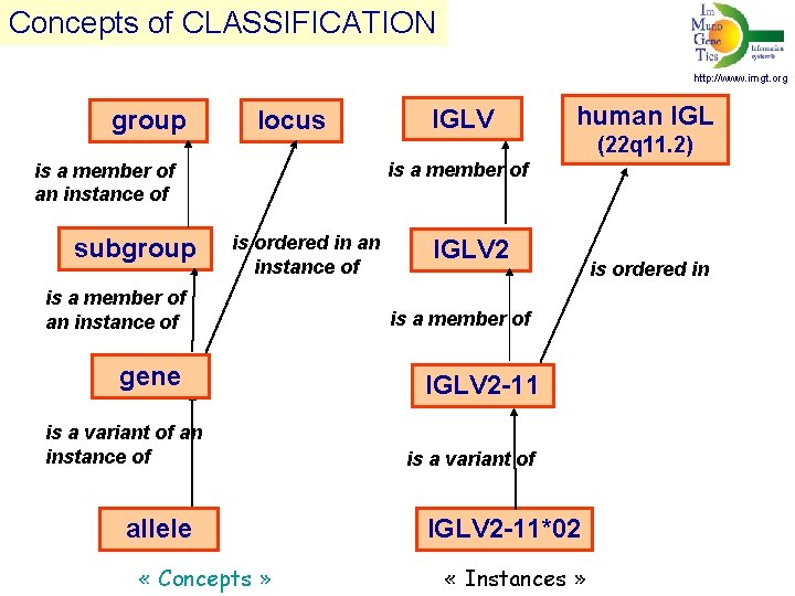 Concepts of CLASSIFICATION http: //www. imgt. org group locus human IGL (22 q 11.