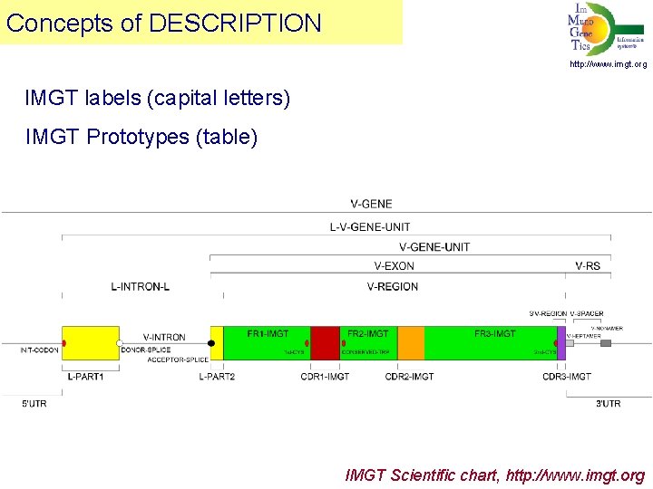 Concepts of DESCRIPTION http: //www. imgt. org IMGT labels (capital letters) IMGT Prototypes (table)