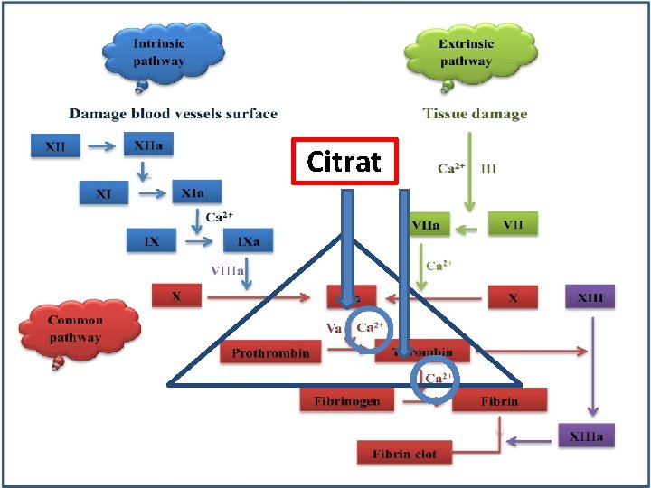 Citrat 