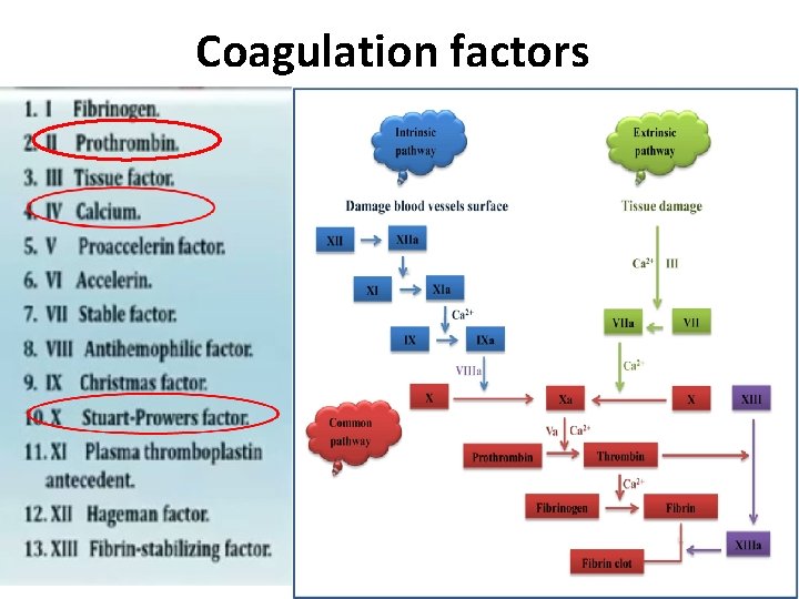 Coagulation factors 