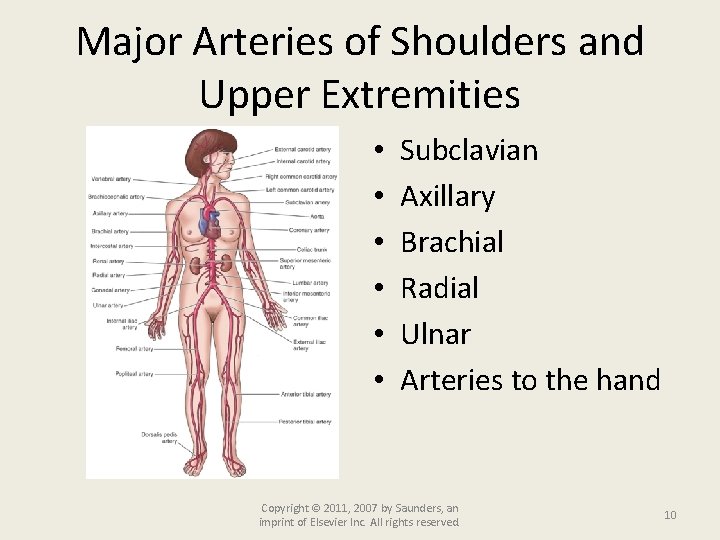 Major Arteries of Shoulders and Upper Extremities • • • Subclavian Axillary Brachial Radial