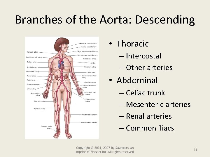 Branches of the Aorta: Descending • Thoracic – Intercostal – Other arteries • Abdominal
