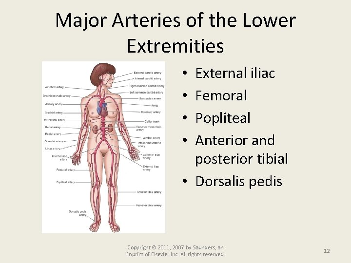 Major Arteries of the Lower Extremities External iliac Femoral Popliteal Anterior and posterior tibial