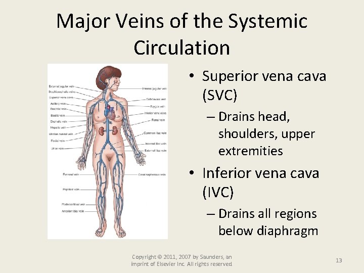 Major Veins of the Systemic Circulation • Superior vena cava (SVC) – Drains head,