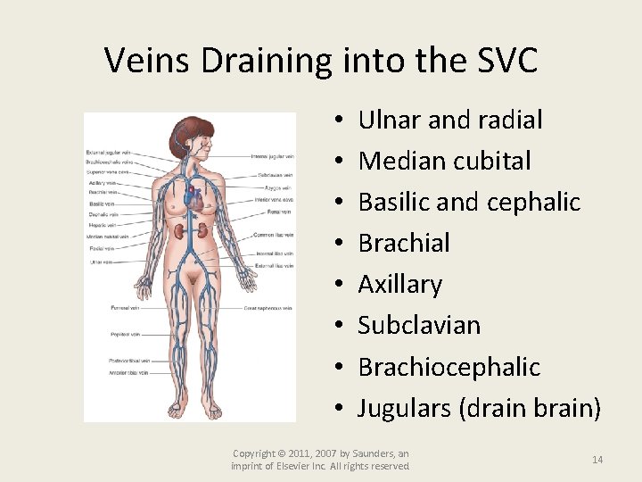 Veins Draining into the SVC • • Ulnar and radial Median cubital Basilic and
