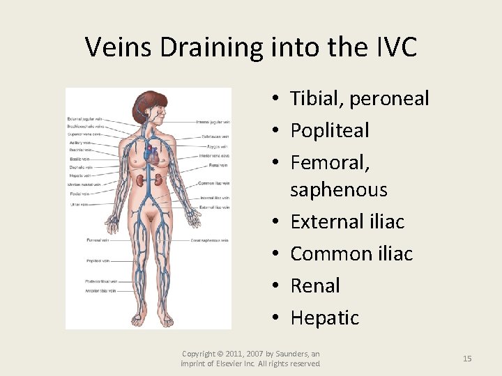 Veins Draining into the IVC • Tibial, peroneal • Popliteal • Femoral, saphenous •