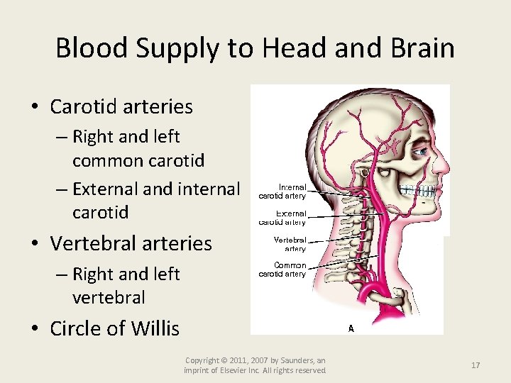 Blood Supply to Head and Brain • Carotid arteries – Right and left common