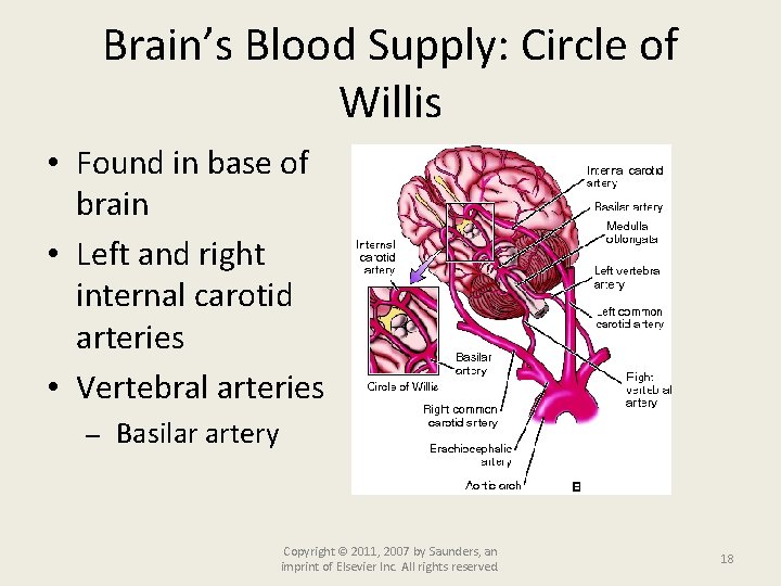 Brain’s Blood Supply: Circle of Willis • Found in base of brain • Left