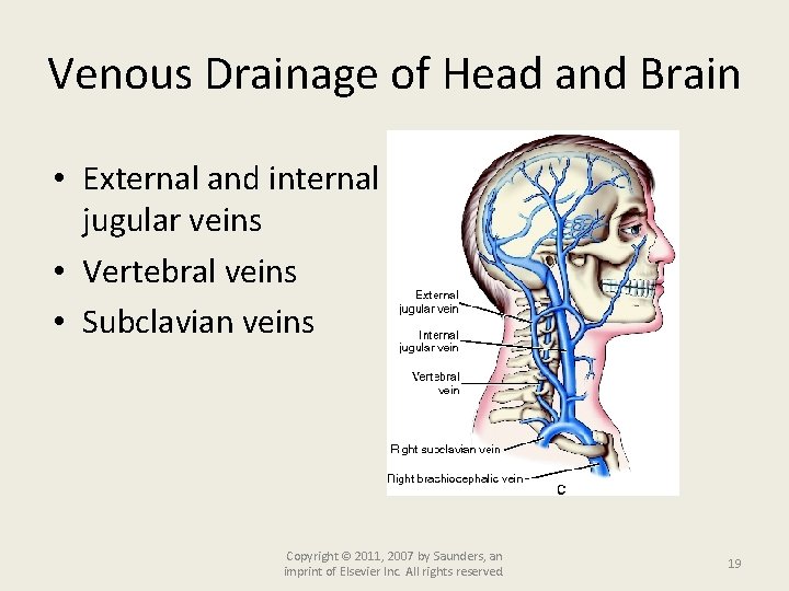 Venous Drainage of Head and Brain • External and internal jugular veins • Vertebral