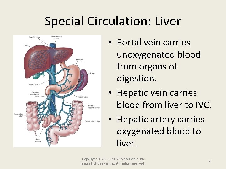 Special Circulation: Liver • Portal vein carries unoxygenated blood from organs of digestion. •