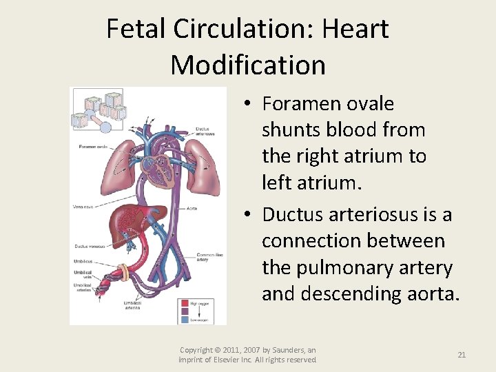 Fetal Circulation: Heart Modification • Foramen ovale shunts blood from the right atrium to