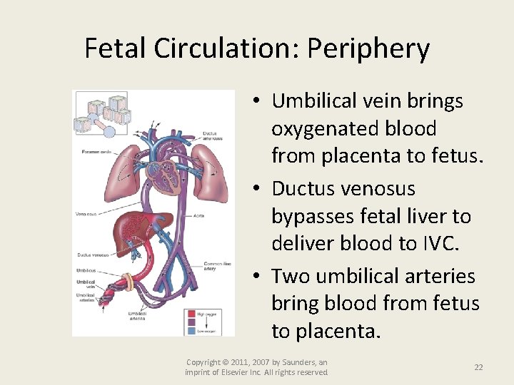 Fetal Circulation: Periphery • Umbilical vein brings oxygenated blood from placenta to fetus. •