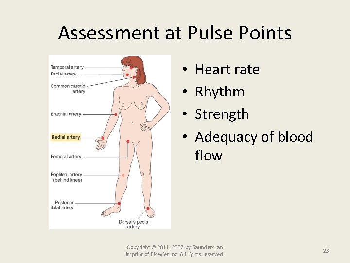 Assessment at Pulse Points • • Heart rate Rhythm Strength Adequacy of blood flow