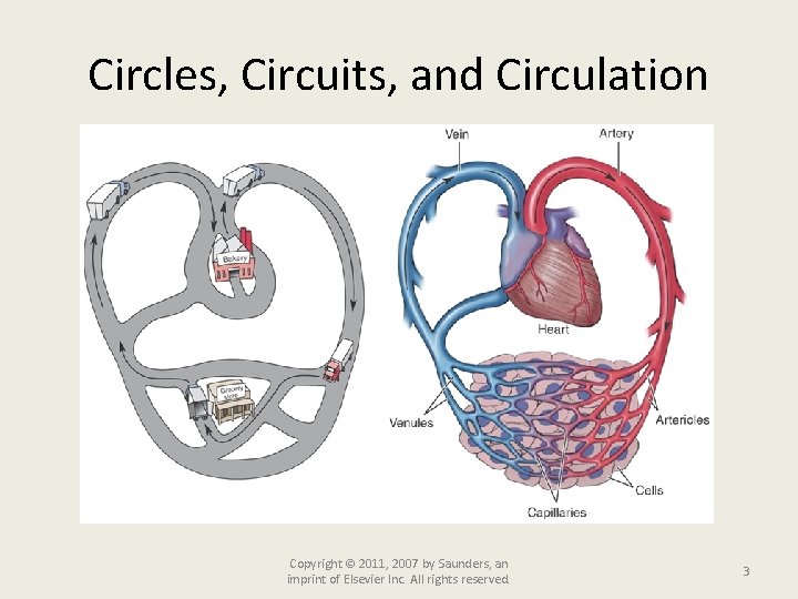 Circles, Circuits, and Circulation Copyright © 2011, 2007 by Saunders, an imprint of Elsevier