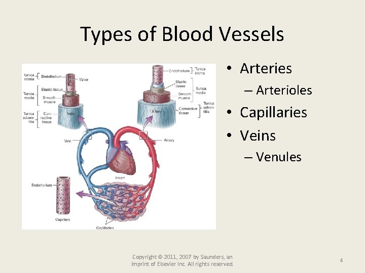 Types of Blood Vessels • Arteries – Arterioles • Capillaries • Veins – Venules