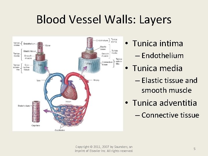 Blood Vessel Walls: Layers • Tunica intima – Endothelium • Tunica media – Elastic