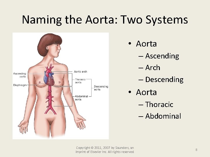 Naming the Aorta: Two Systems • Aorta – Ascending – Arch – Descending •