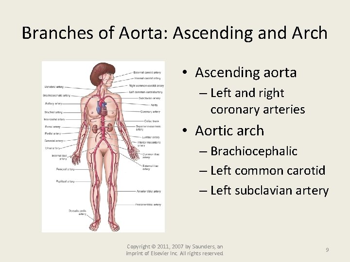 Branches of Aorta: Ascending and Arch • Ascending aorta – Left and right coronary