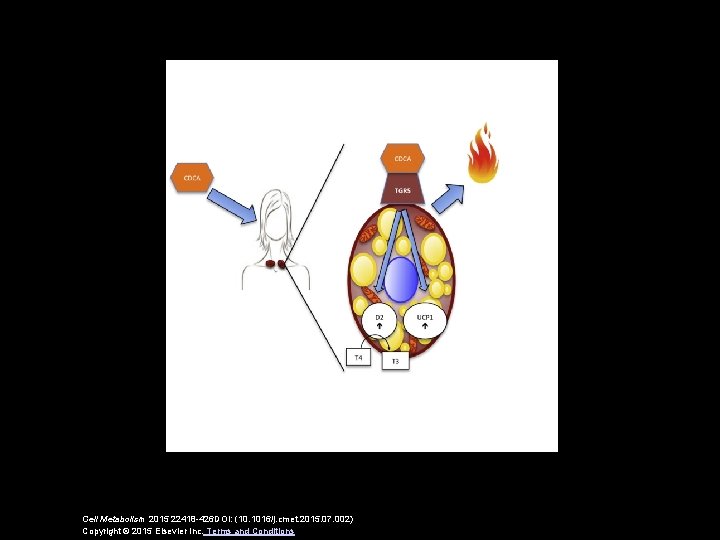 Cell Metabolism 2015 22418 -426 DOI: (10. 1016/j. cmet. 2015. 07. 002) Copyright ©
