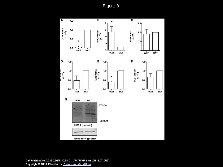 Figure 3 Cell Metabolism 2015 22418 -426 DOI: (10. 1016/j. cmet. 2015. 07. 002)