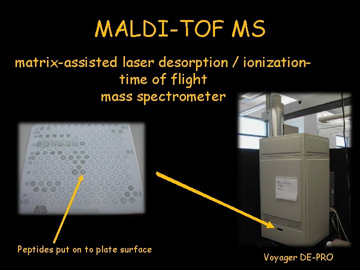 MALDI-TOF MS matrix-assisted laser desorption / ionizationtime of flight mass spectrometer Peptides put on