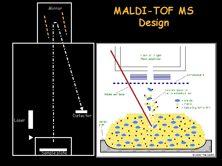 MALDI-TOF MS Design Mirror Detector Laser Sample plate 