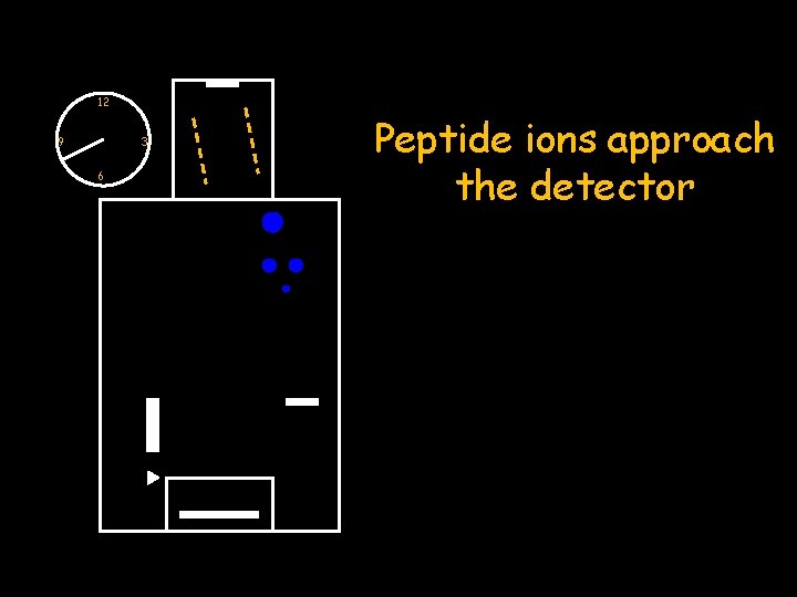 12 9 3 6 Peptide ions approach the detector 