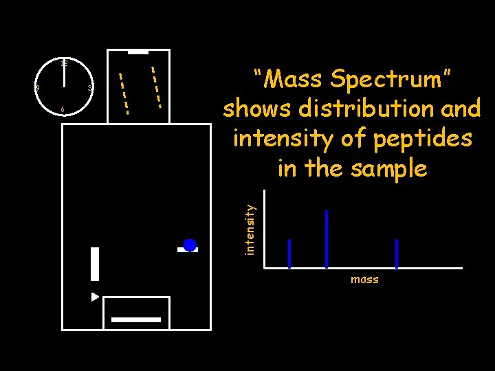 9 3 6 “Mass Spectrum” shows distribution and intensity of peptides in the sample