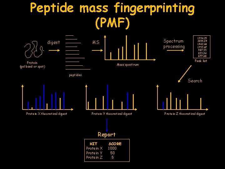 Peptide mass fingerprinting (PMF) digest Spectrum processing MS Protein (gel band or spot) Mass