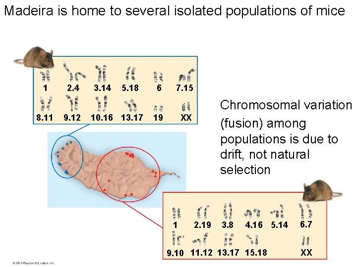 Madeira is home to several isolated populations of mice 1 8. 11 2. 4