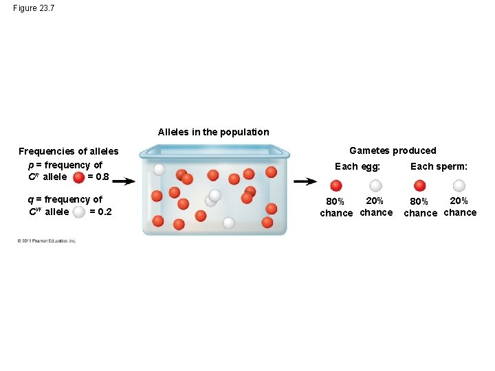 Figure 23. 7 Alleles in the population Frequencies of alleles p = frequency of