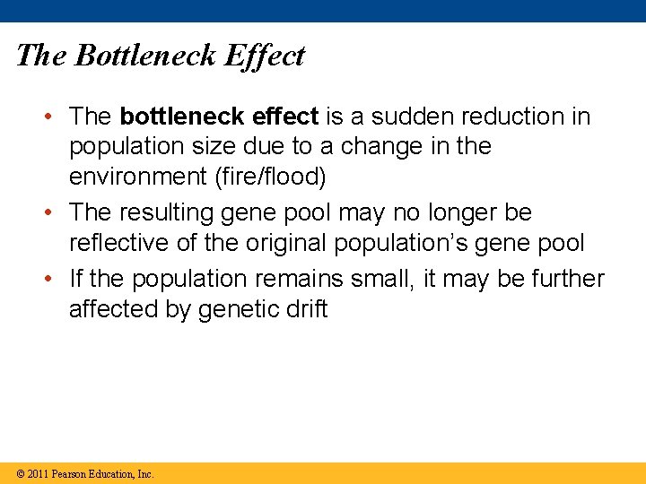 The Bottleneck Effect • The bottleneck effect is a sudden reduction in population size