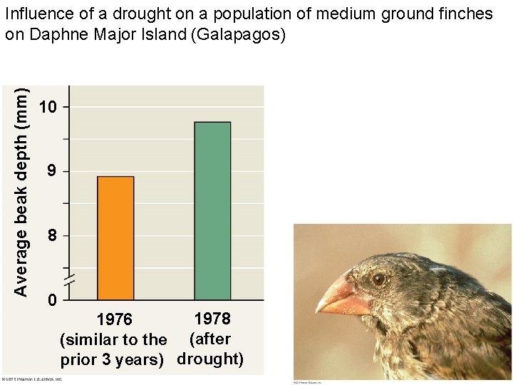 Average beak depth (mm) Influence of a drought on a population of medium ground