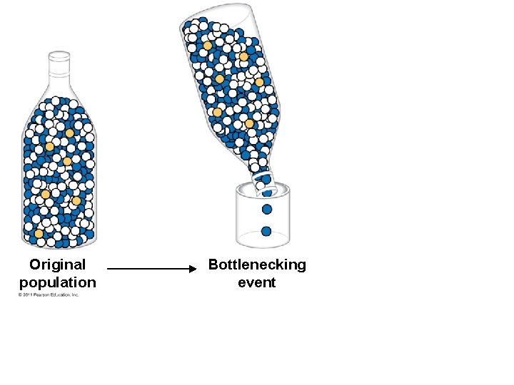 Original population Bottlenecking event 