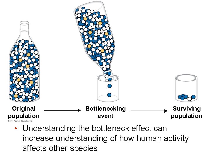 Original population Bottlenecking event Surviving population • Understanding the bottleneck effect can increase understanding