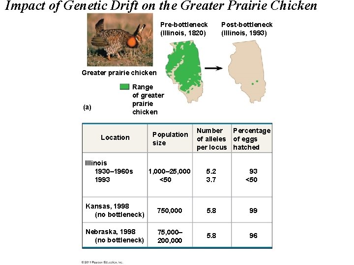 Impact of Genetic Drift on the Greater Prairie Chicken Pre-bottleneck (Illinois, 1820) Post-bottleneck (Illinois,