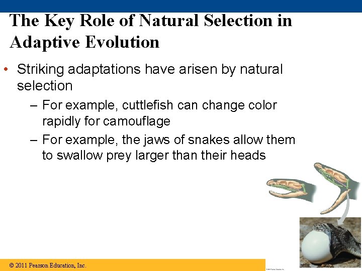 The Key Role of Natural Selection in Adaptive Evolution • Striking adaptations have arisen